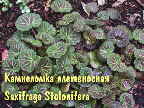 Камнеломка плетеносная