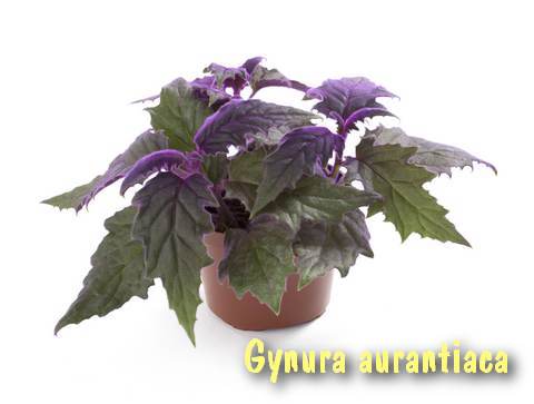 Гинура