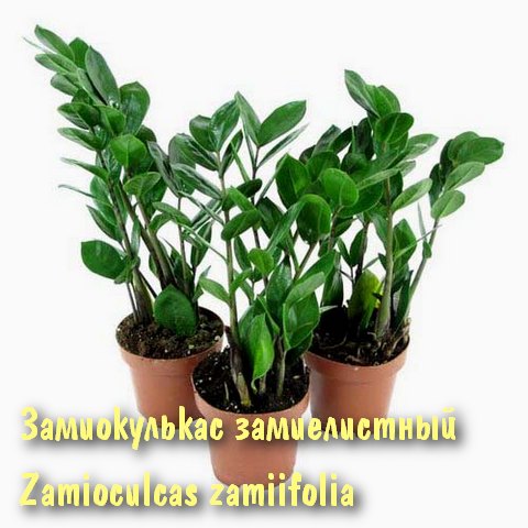 Замиокулькас замиелистный