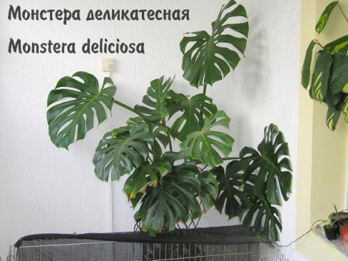 Монстера деликатесная
