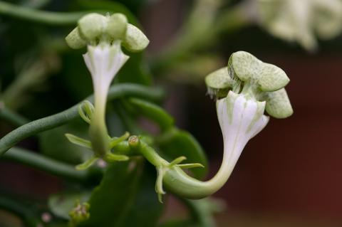 Как выращивать Церопегию Сандерсона, Ceropegia sandersonii, Церопегия Сандерсона Как выращивать Церопегию Сандерсона, Ceropegia sandersonii, Церопегия Сандерсона