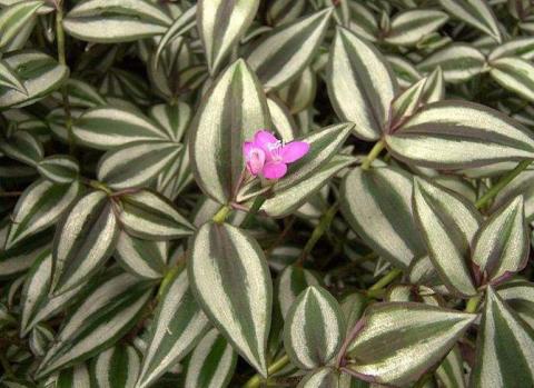 Как выращивать Традесканцию зебрина, Tradescantia zebrina, Традесканция зебрина Как выращивать Традесканцию зебрина, Tradescantia zebrina, Традесканция зебрина